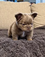 PAY DAY, a male French Bulldog for sale in Martinsburg, WV – 1 of 1