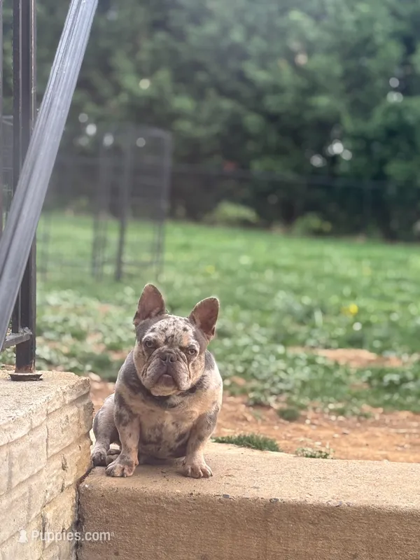 Papa Roach – French Bulldog puppy for sale in Martinsburg, WV