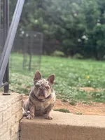 Papa Roach, a male French Bulldog for sale in Martinsburg, WV – 1 of 1
