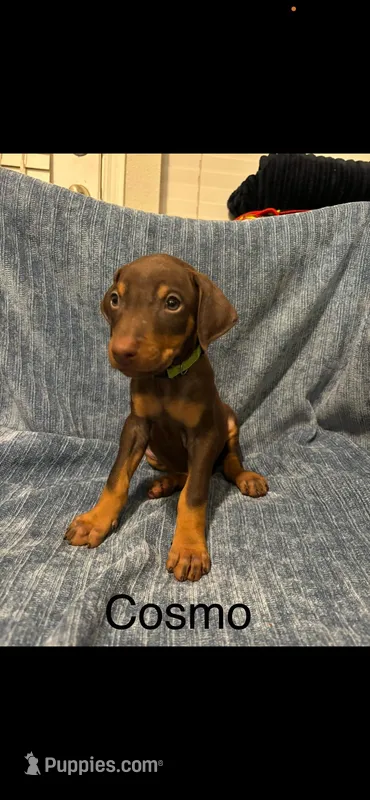 Cosmo – Doberman Pinscher puppy for sale in Austin, TX