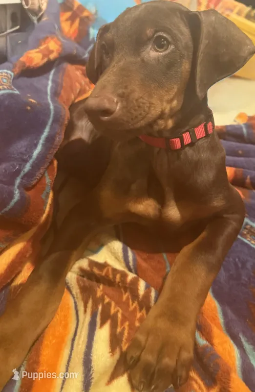 Scarlet  – Doberman Pinscher puppy for sale in Austin, TX