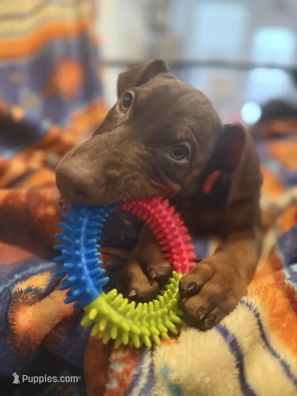 Scarlet  – Doberman Pinscher puppy for sale in Austin, TX