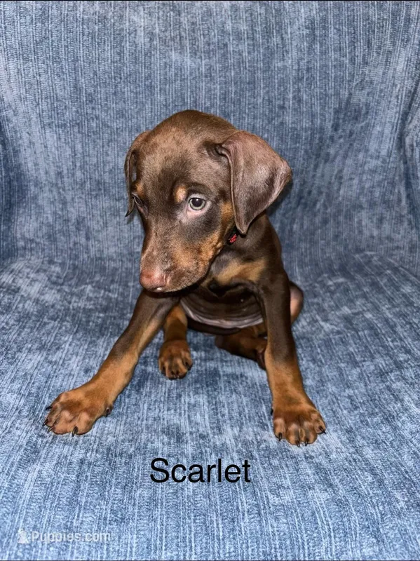 Scarlet , a female Doberman Pinscher for sale in Austin, TX – Photo 1 of 1