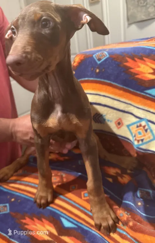 Wanda – Doberman Pinscher puppy for sale in Austin, TX
