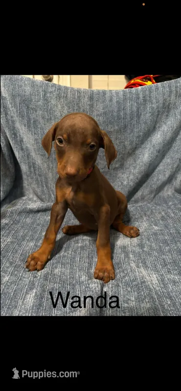 Wanda – Doberman Pinscher puppy for sale in Austin, TX