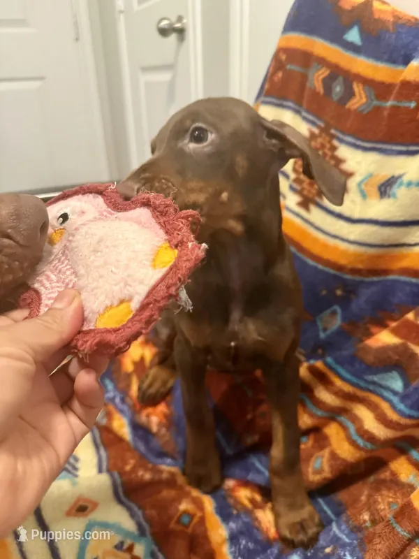 Wanda – Doberman Pinscher puppy for sale in Austin, TX