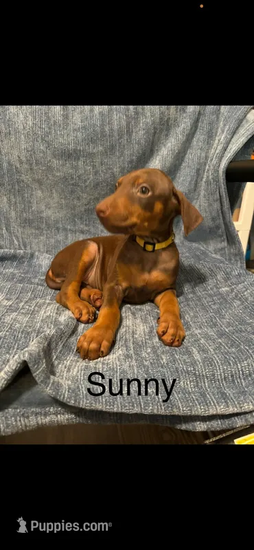 Sunny  – Doberman Pinscher puppy for sale in Austin, TX