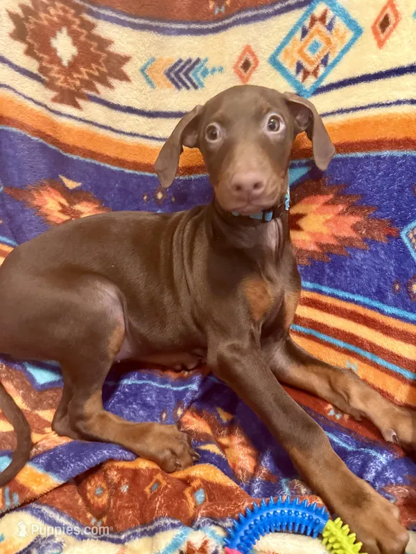 Sky – Doberman Pinscher puppy for sale in Austin, TX