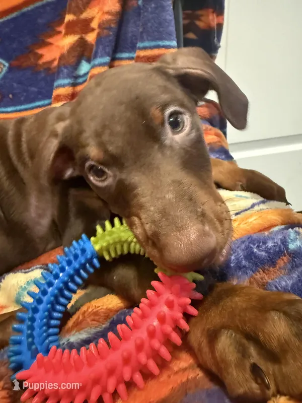 Sky – Doberman Pinscher puppy for sale in Austin, TX