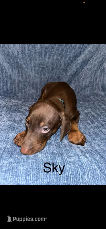 Sky – Doberman Pinscher puppy for sale in Austin, TX