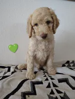 AKC Pink Female, a female Poodle - Standard  for sale in Big Cabin, OK – 8 of 8