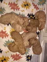 AKC Pink Female, a female Poodle - Standard  for sale in Big Cabin, OK – 3 of 8