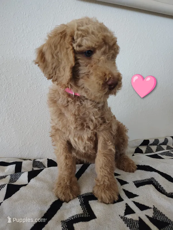 AKC Pink Female – Poodle - Standard  puppy for sale in Big Cabin, OK