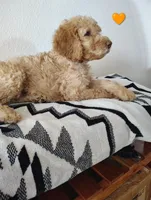 AKC Pink Female, a female Poodle - Standard  for sale in Big Cabin, OK – 7 of 8