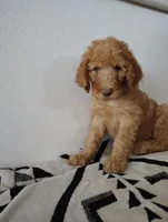 AKC Pink Female, a female Poodle - Standard  for sale in Big Cabin, OK – 6 of 8