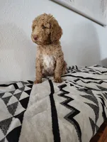 AKC Pink Female, a female Poodle - Standard  for sale in Big Cabin, OK – 4 of 8