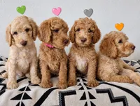 AKC Pink Female, a female Poodle - Standard  for sale in Big Cabin, OK – 2 of 8
