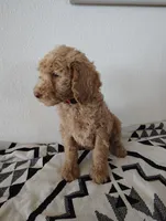 AKC Pink Female, a female Poodle - Standard  for sale in Big Cabin, OK – 5 of 8