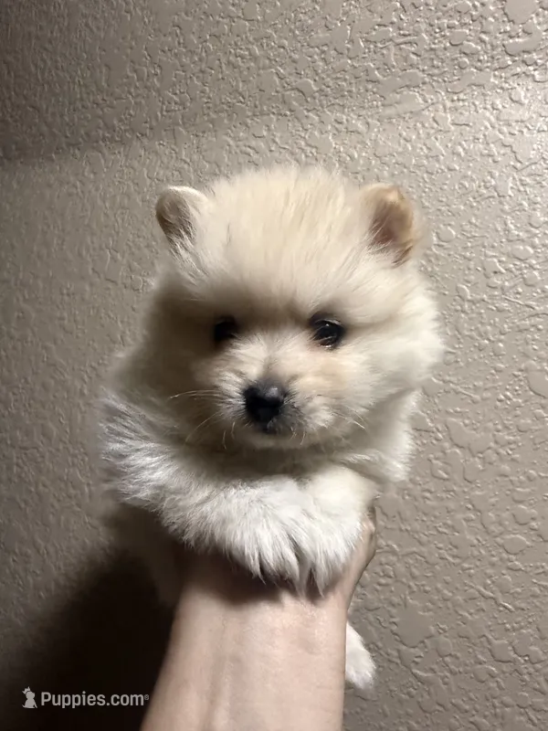 Coco, a male Pomeranian for sale in Strasburg, CO – 1 of 1