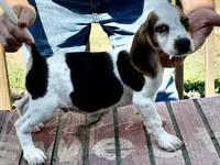 Roy, a male Beagle for sale in Harrodsburg, KY – 2 of 2