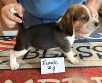 Jody, a female Beagle for sale in Harrodsburg, KY – 1 of 1