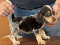 Blue , a male Beagle for sale in Harrodsburg, KY – 1 of 1