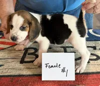 Joy, a female Beagle for sale in Harrodsburg, KY – 2 of 2
