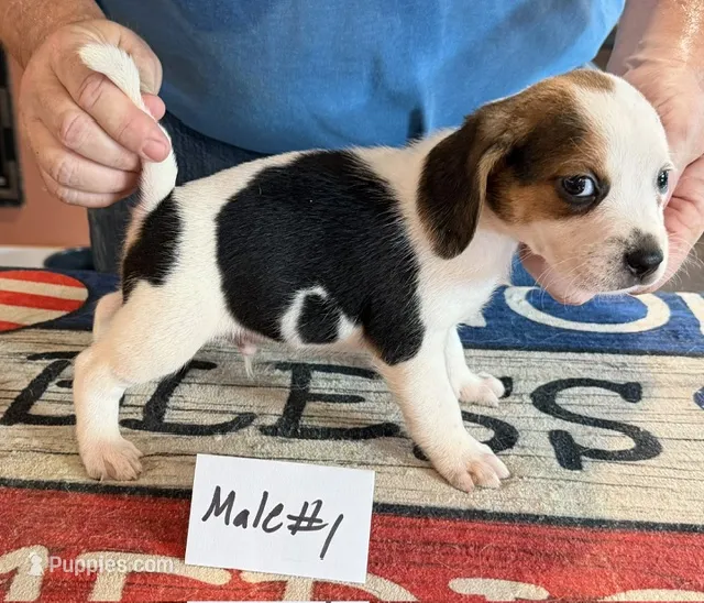 Rocky – Beagle puppy for sale in Harrodsburg, KY