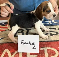 June Bug, a female Beagle for sale in Harrodsburg, KY – 2 of 2