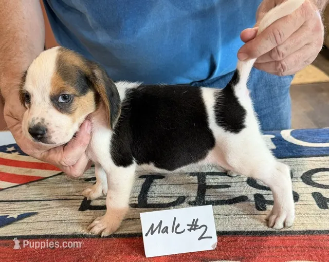 Roy – Beagle puppy for sale in Harrodsburg, KY