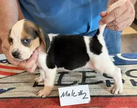 Roy, a male Beagle for sale in Harrodsburg, KY – 1 of 1