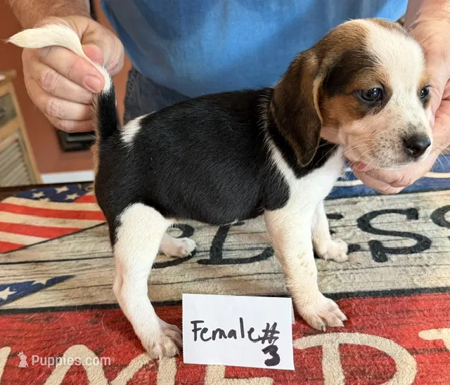 Josie – Beagle puppy for sale in Harrodsburg, KY
