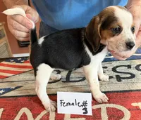 Josie, a female Beagle for sale in Harrodsburg, KY – 1 of 1