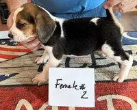 June Bug, a female Beagle for sale in Harrodsburg, KY – 1 of 2