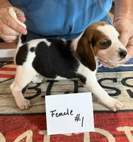 Joy, a female Beagle for sale in Harrodsburg, KY – 1 of 2
