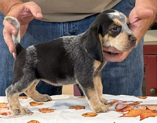 Sassy – Beagle puppy for sale in Harrodsburg, KY