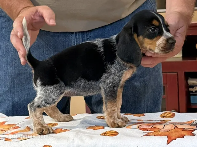 Susie – Beagle puppy for sale in Harrodsburg, KY