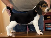 Rip, a male Beagle Harrier for sale in Harrodsburg, KY – 1 of 1