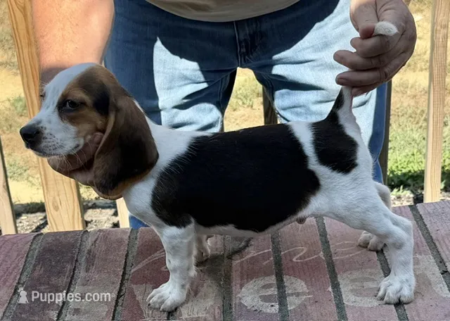 Roy – Beagle puppy for sale in Harrodsburg, KY