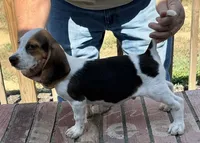 Roy, a male Beagle for sale in Harrodsburg, KY – 1 of 2