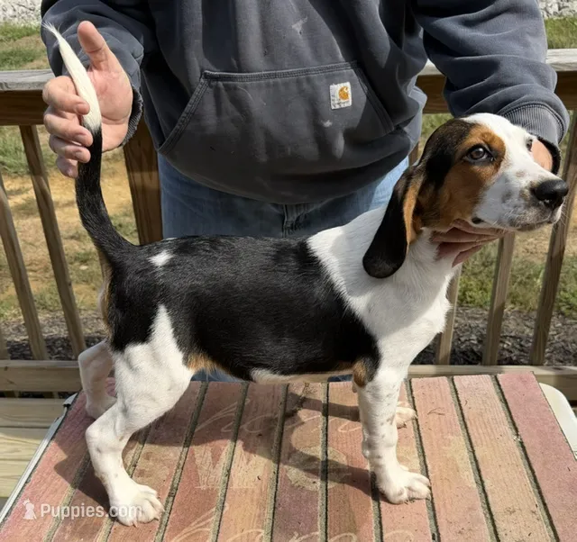 Snoop – Beagle puppy for sale in Harrodsburg, KY