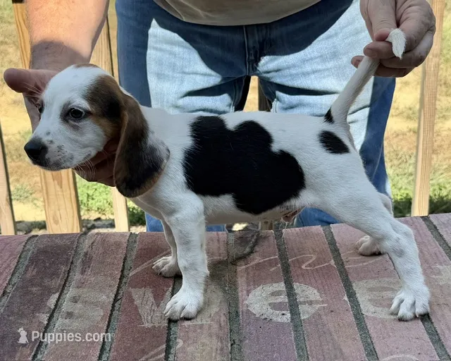 Rocky – Beagle puppy for sale in Harrodsburg, KY