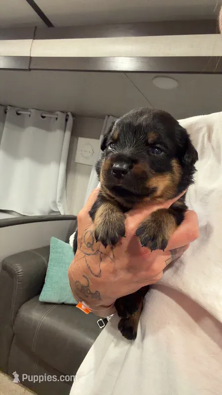 Yellow collar – Rottweiler puppy for sale in Windsor, PA