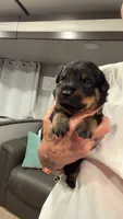 Yellow collar, a male Rottweiler for sale in Windsor, PA – 1 of 1