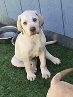 Female 1, a female Labrador Retriever for sale in Chino, CA – Photo 6 of 8