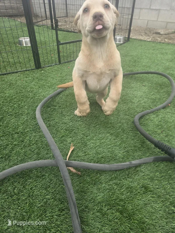 Female 1 – Labrador Retriever puppy for sale in Chino, CA