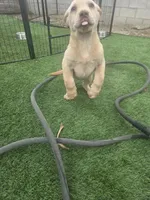 Female 1, a female Labrador Retriever for sale in Chino, CA – Photo 1 of 8