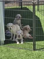 Female 1, a female Labrador Retriever for sale in Chino, CA – Photo 4 of 8