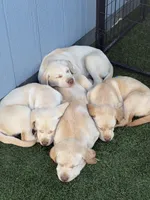 Female 1, a female Labrador Retriever for sale in Chino, CA – Photo 2 of 8