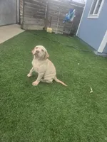 Female 1, a female Labrador Retriever for sale in Chino, CA – Photo 7 of 8